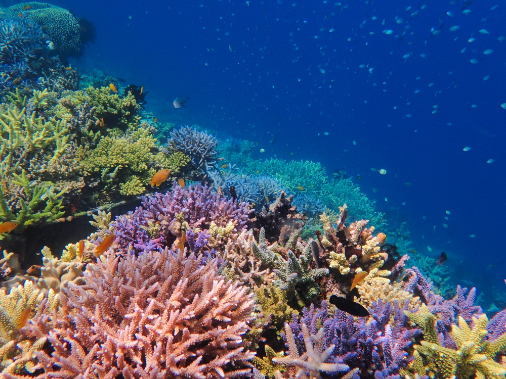 coral restoration