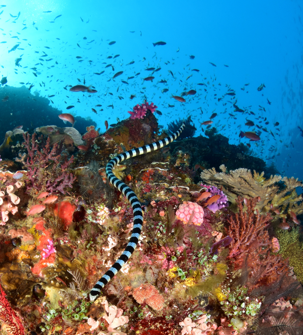 yellow lipped sea krait