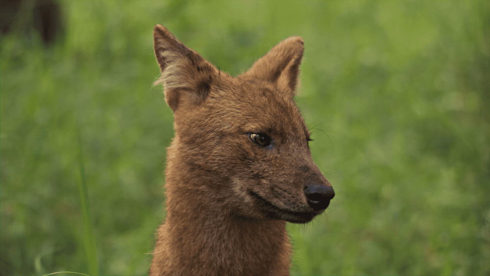 dhole