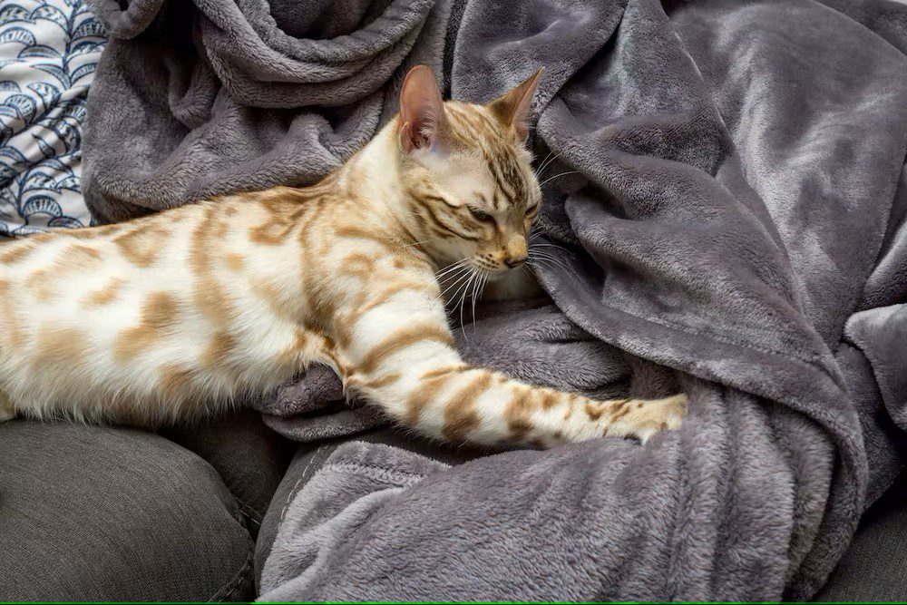 Seal mink Bengal cat kneading blanket