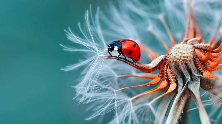 Ladybird on a flower