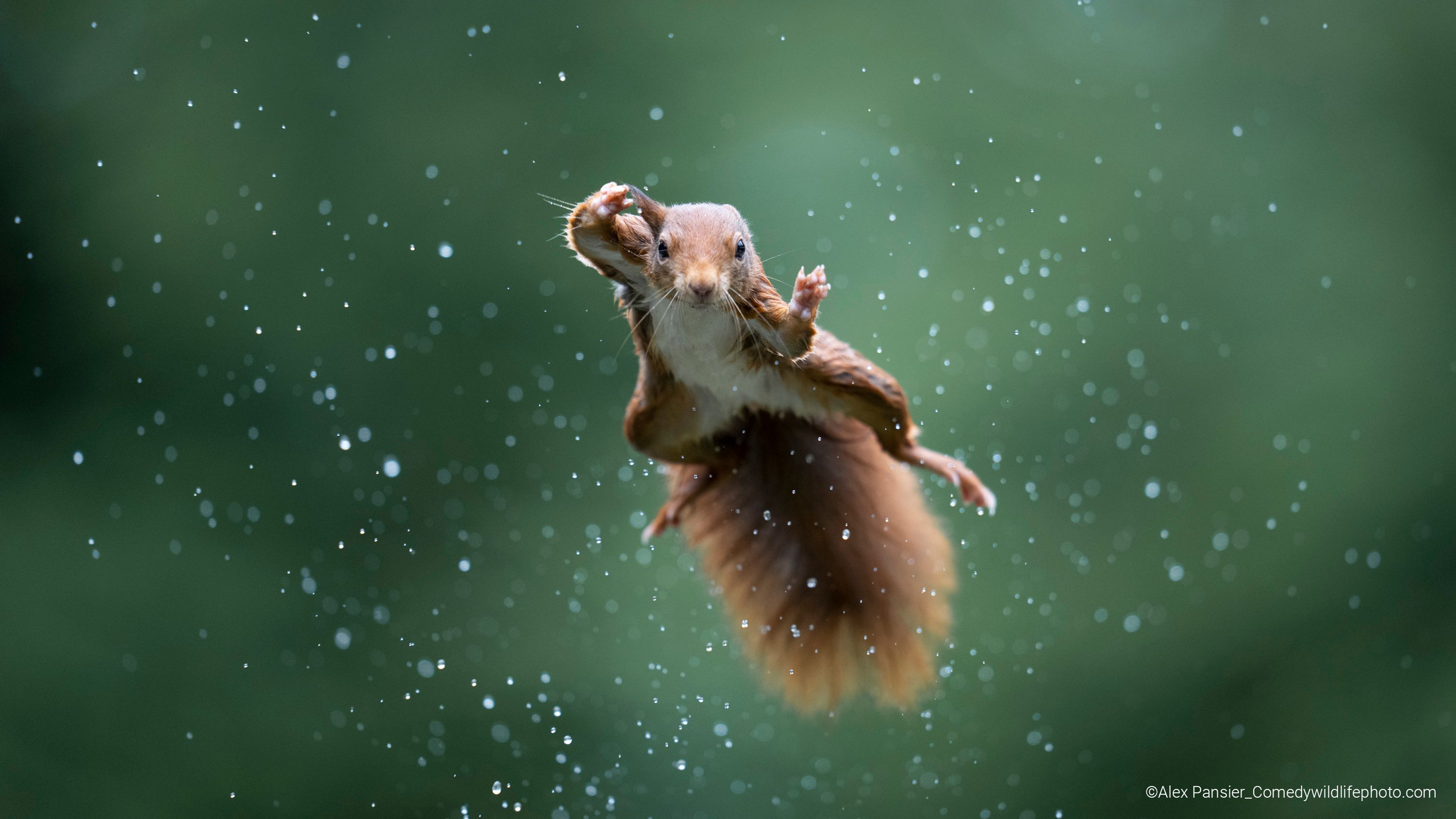 A squirrel jumping through the air 