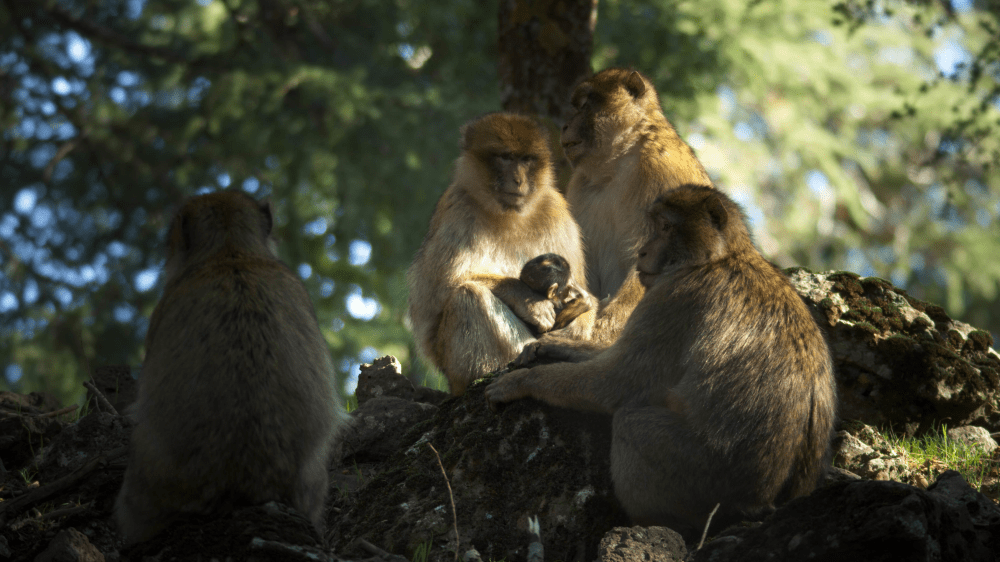 macaque sandwiching