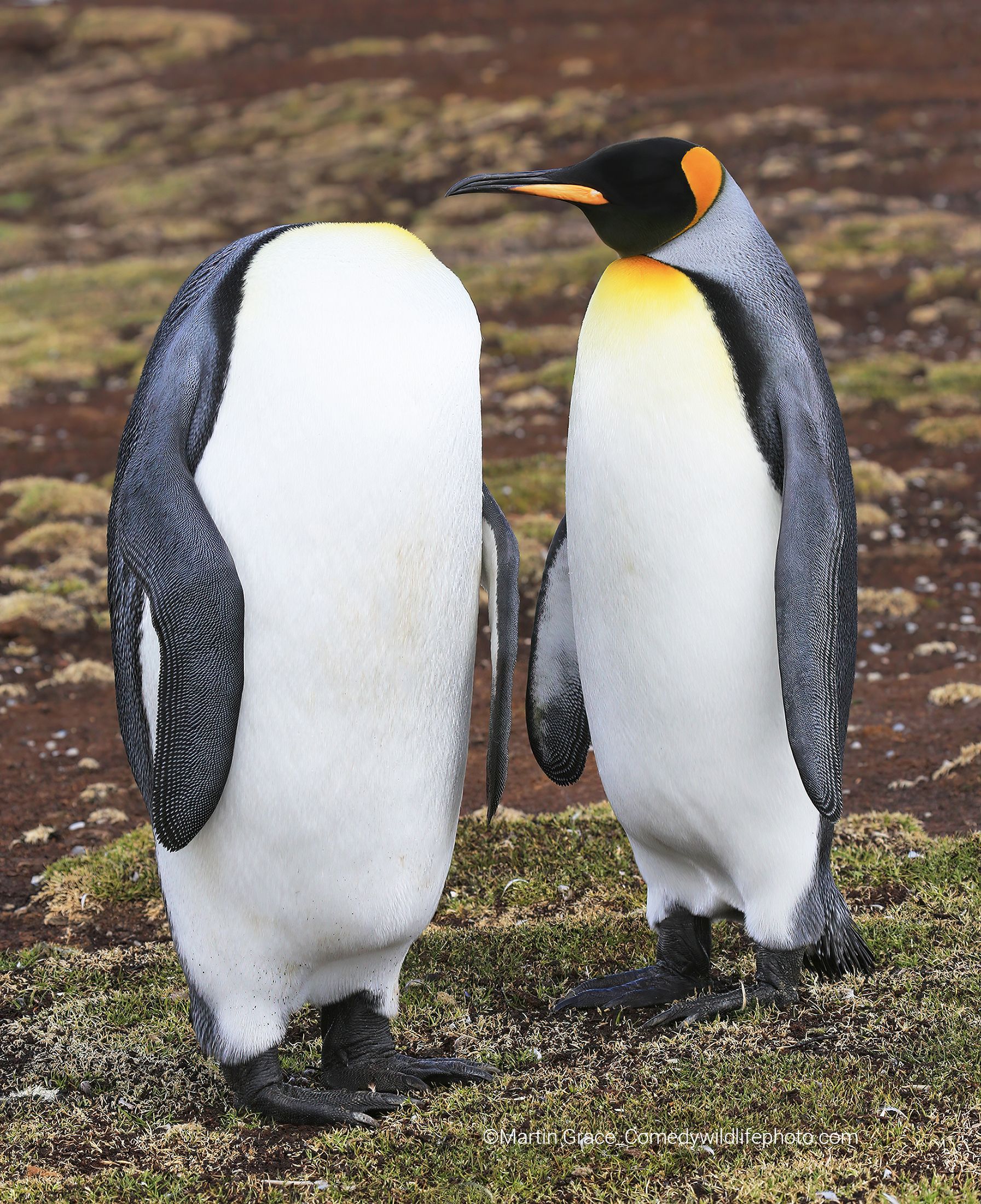 Two King Penguins (Aptenodytes patagonicus), one without a head.