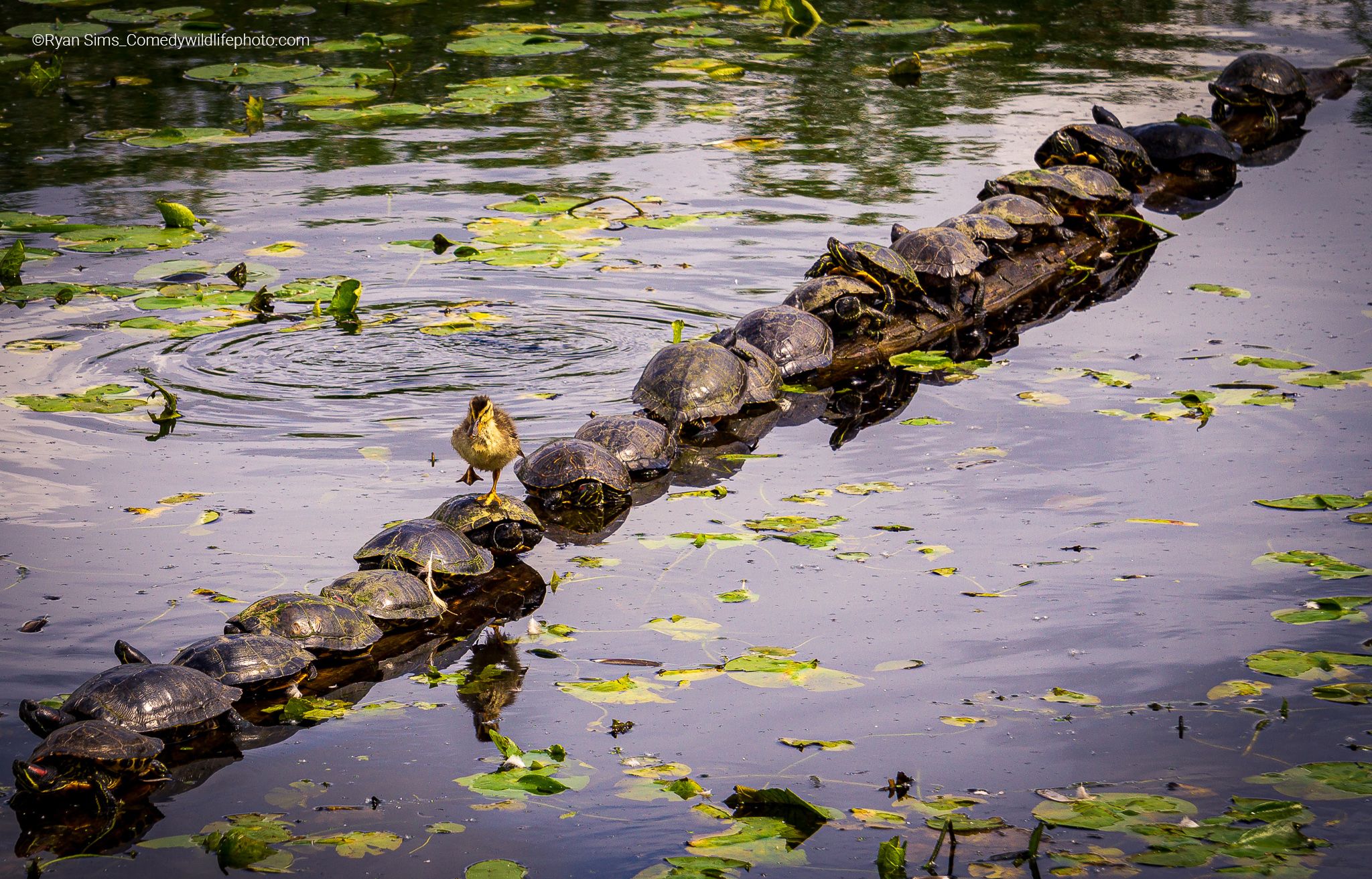 A duckling walking/waddling across a turtle covered log at the Juanita wetlands