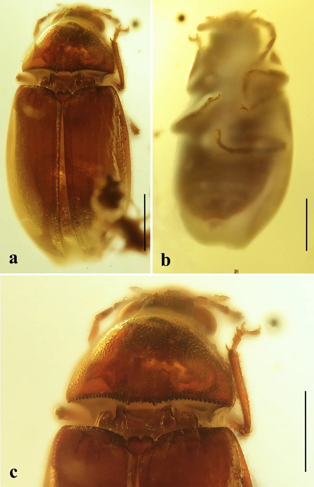 Ptilodactyla beetle