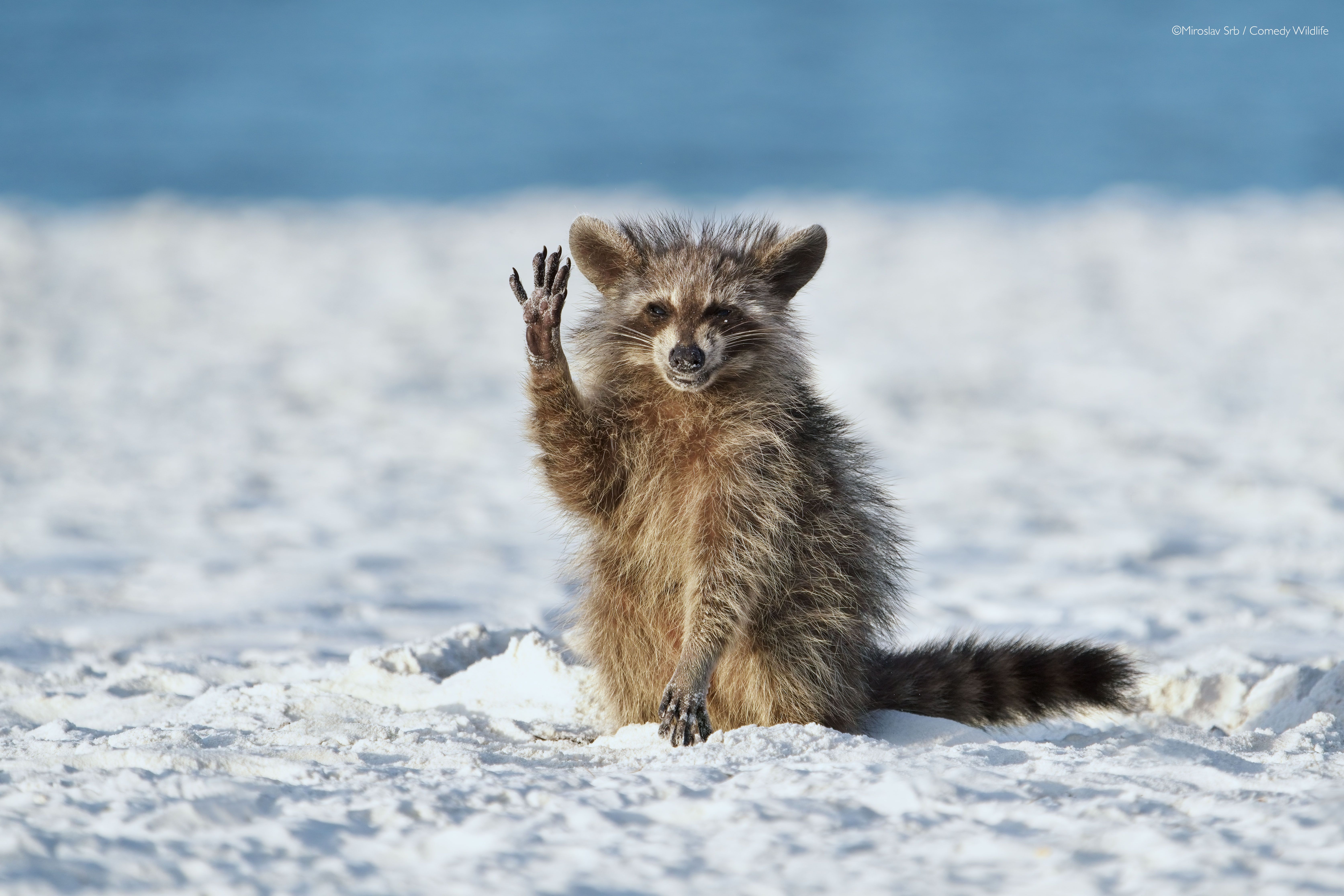 A racoon waving at the camera.