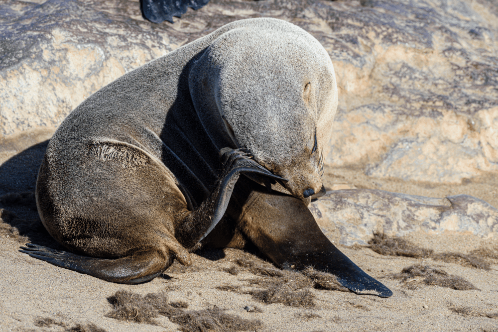 seal nails