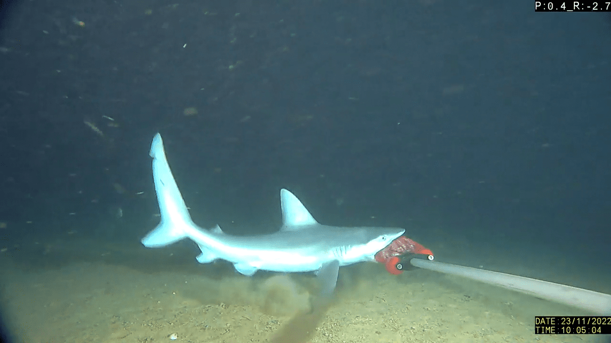 screenshot from video capturing a shark biting research equipment