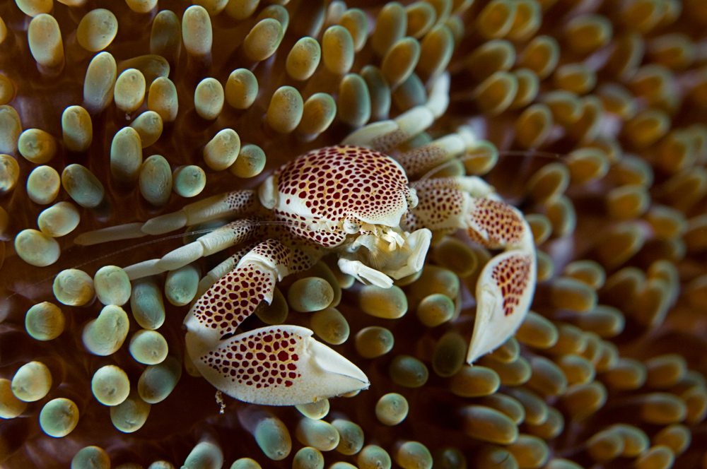 Porcelain crab