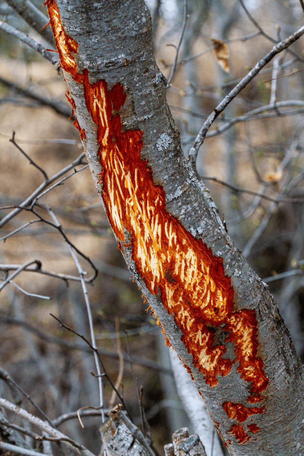 shedding velvet painful