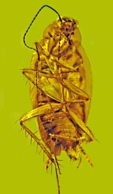 Ventral Side showing the legs and antenna of the cockroach