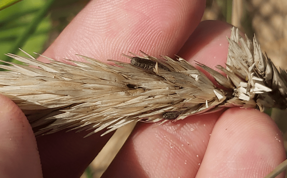 claviceps purpurea