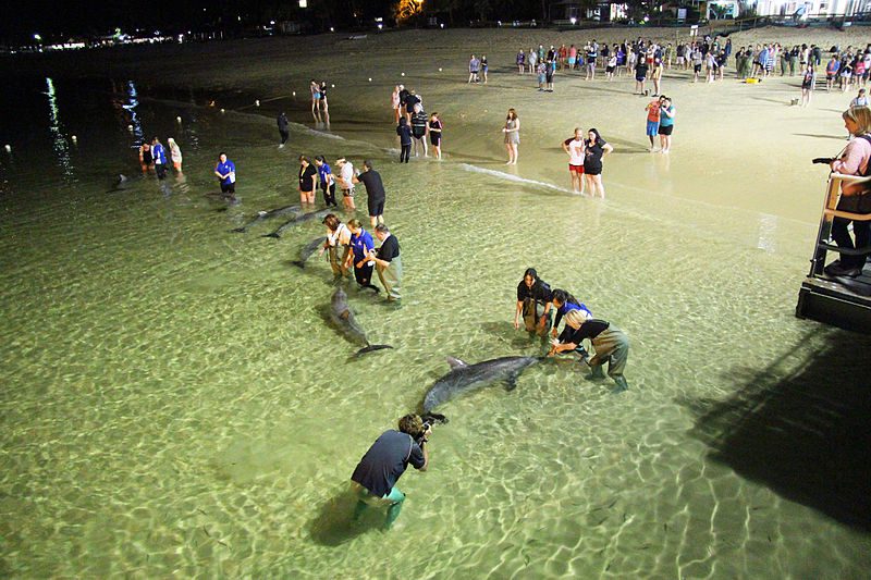 Dolphin feeding, Tangalooma, Queensland Dolphin feeding, Tangalooma, Queensland