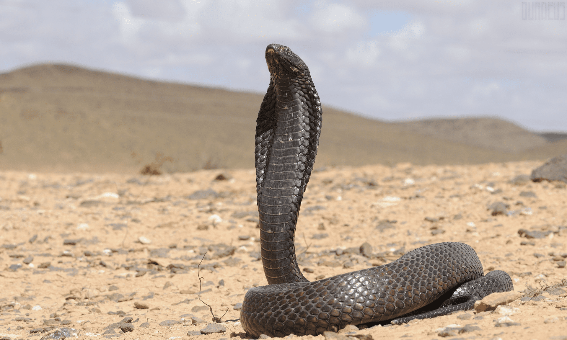 An asp or Egyptian Cobra (Ouraeus) in the desert. 