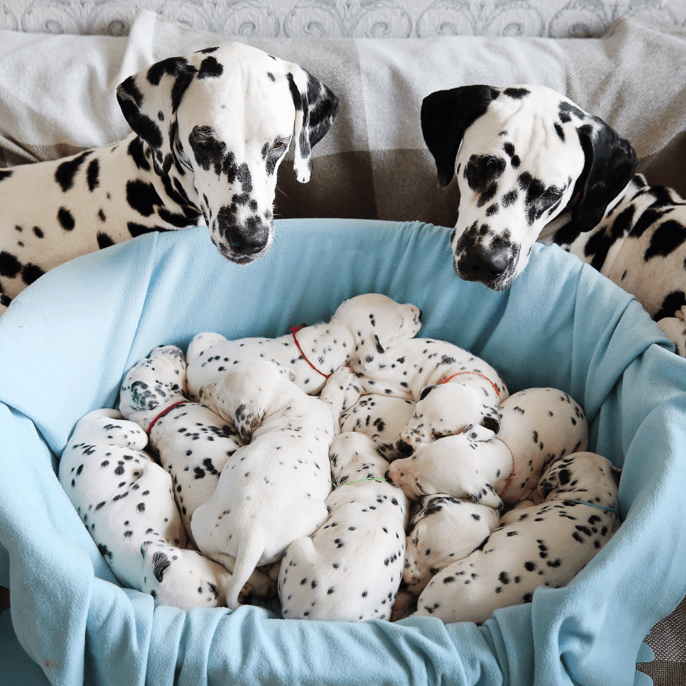 dalmatian spots