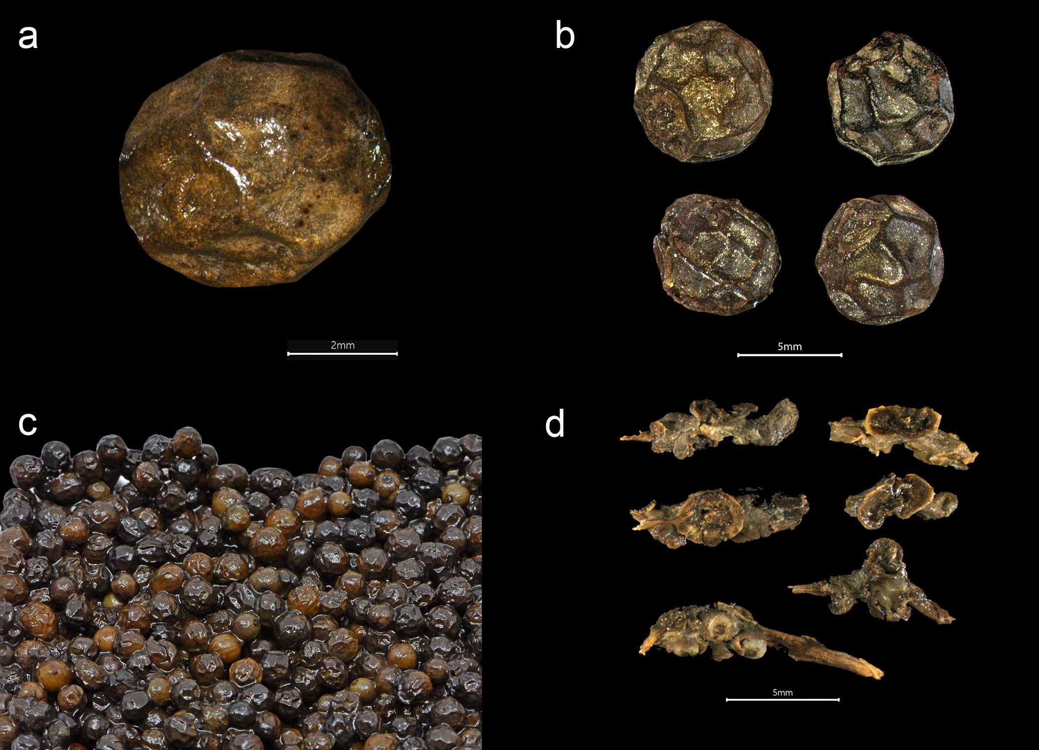 Black pepper from the Gribshunden shipwreck. Plant parts of black pepper: a-c) different views of peppercorns, d) stalk segments, some with unripe berries of pepper. Image credit: Larsson, Foley, PLOS ONE, 2023