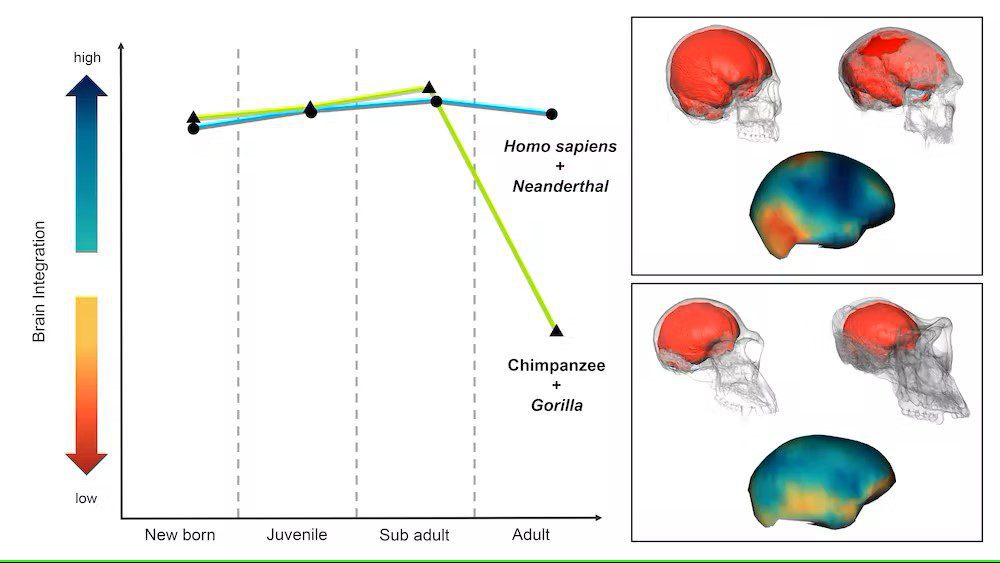 Human, Neanderthal, chimp, gorilla brain comparison