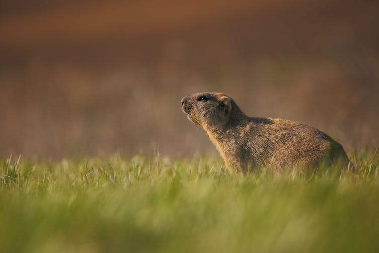 Steppe marmot or Bobak marmot