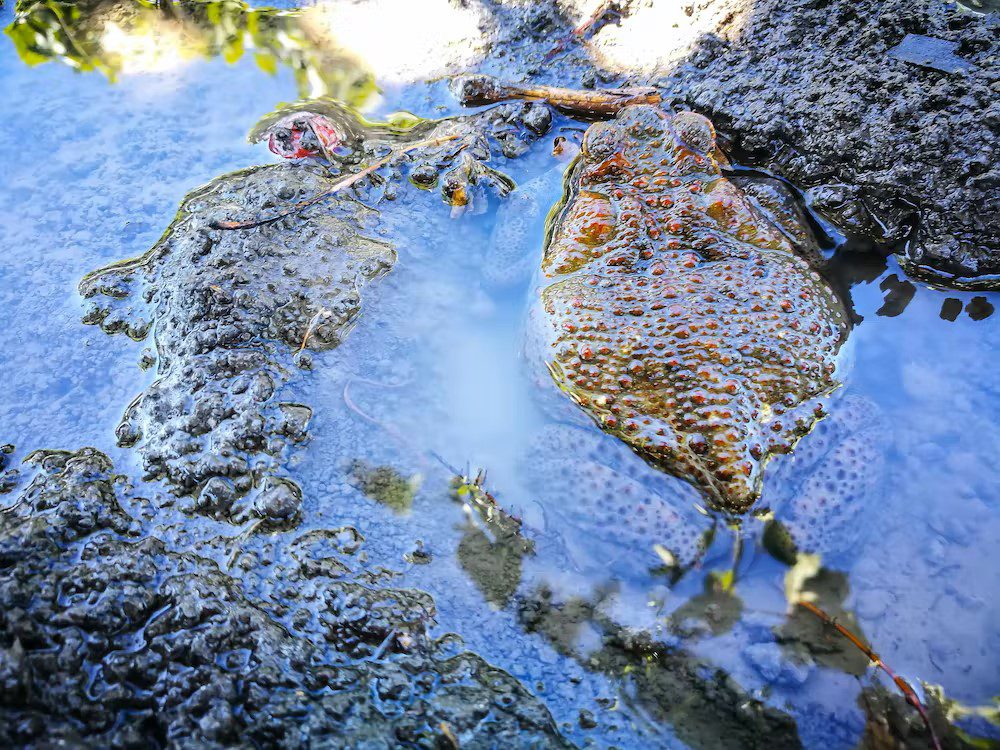 Cane toads