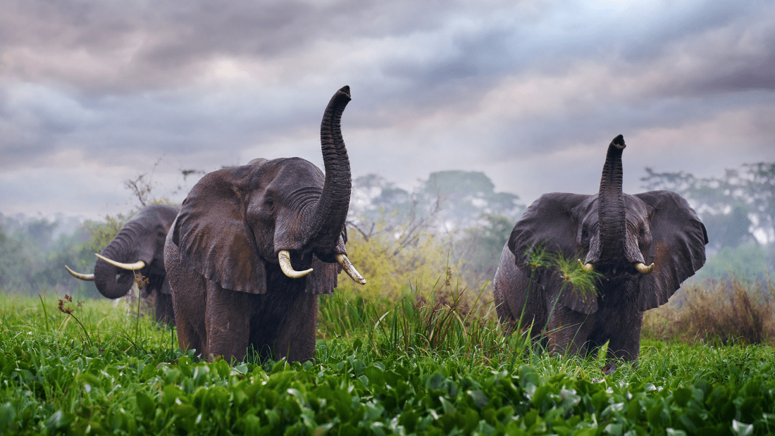 elephant carbon