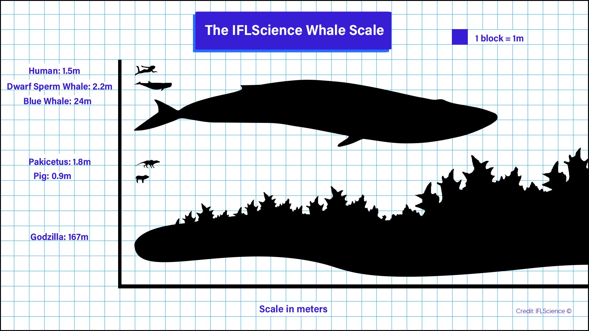 largest whales