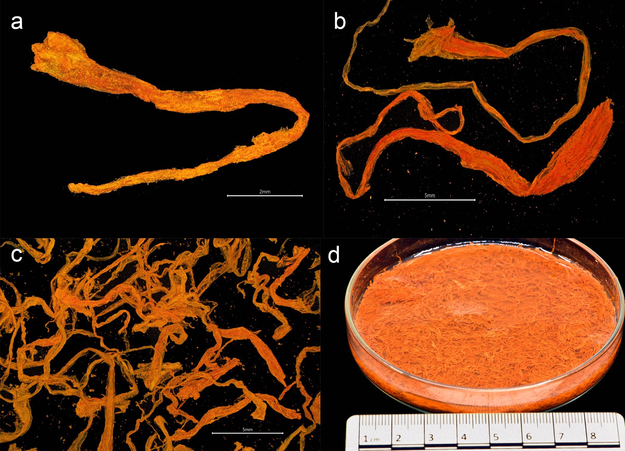 Saffron from the Gribshunden shipwreck site. Plant parts of saffron: a-c) stigmas, d) petri dish showing a portion of the recovered saffron stigmas. Image credit: Larsson, Foley, PLOS ONE, 2023