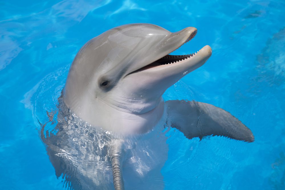 A smiling dolphin 