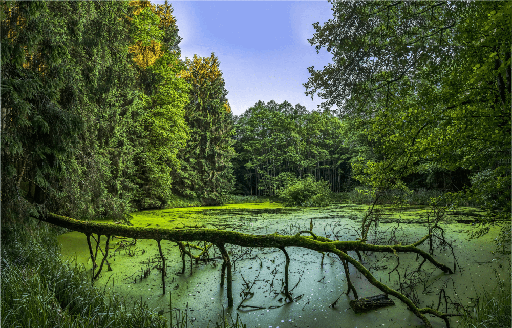 swamp carbon sink