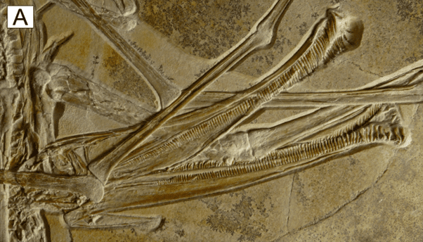 Close up on Balaenognathus maeuseri's amazing, and amazingly preserved, jaws
