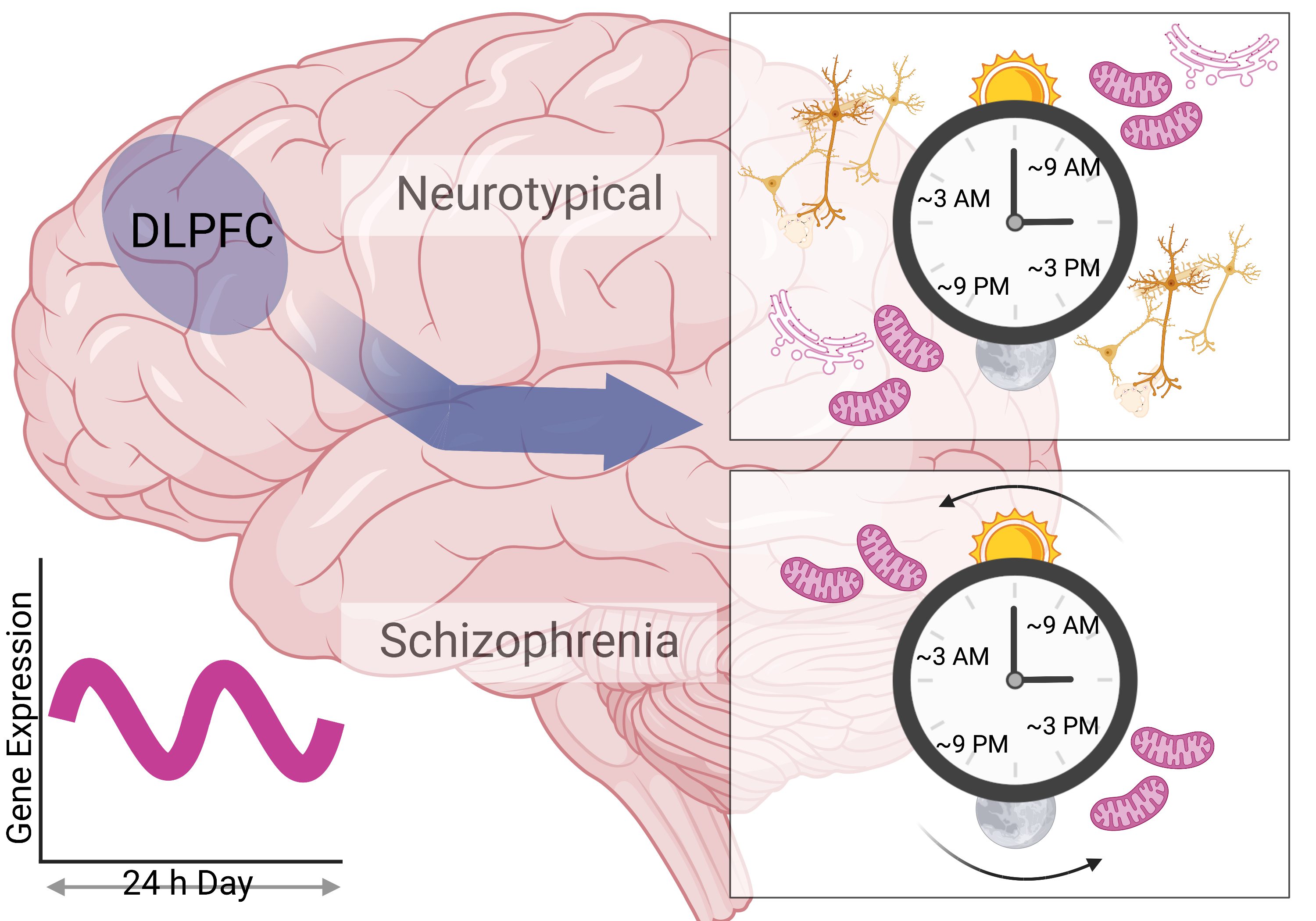visual representation of alterations in gene expression rhythms in the DLPFC in neurotypical vs schizophrenic brains