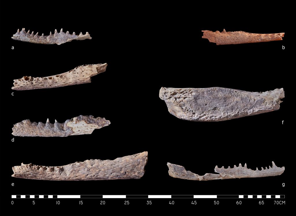 Fragments of mandibles from the crocodile remains.