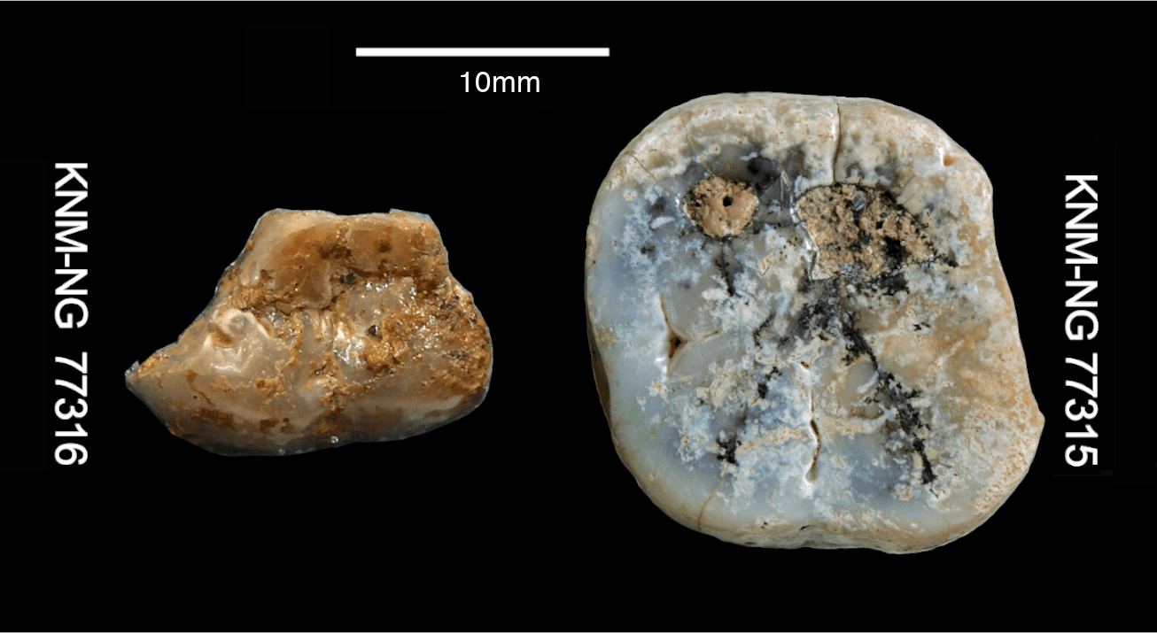 Paranthropus molars recovered from Nyayanga site. Image credit: S. E. Bailey, Homa Peninsula Paleoanthropology Project