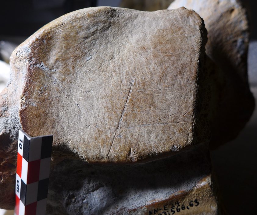 Cut mark on a roughly 50 year-old straight-tusked elephant's bone from a Neanderthal's tools. Image credit: Wil Roebroeks, Leiden