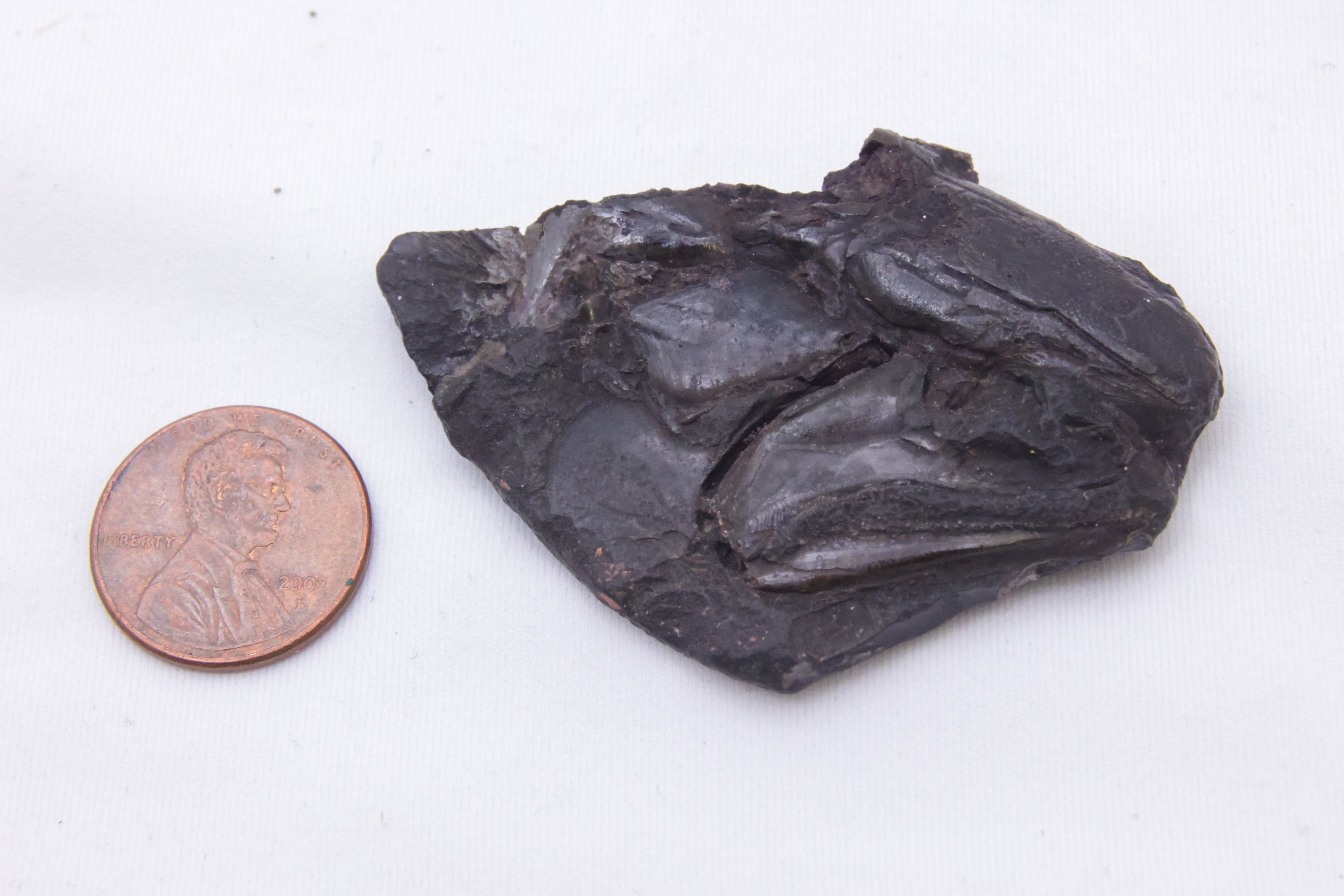 fossilized skull of Coccocephalus wildi, next to penny for comparison