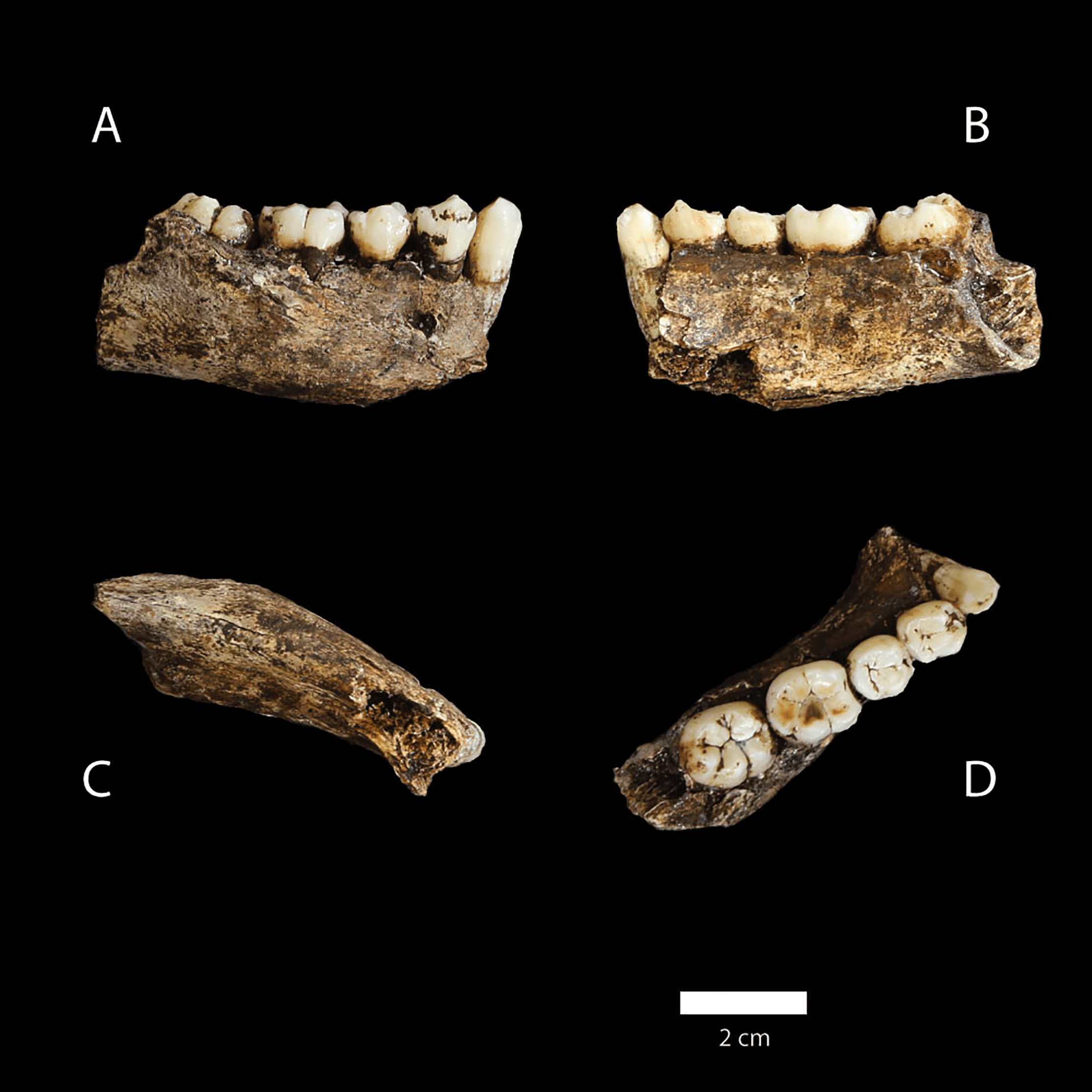 fossilized teeth