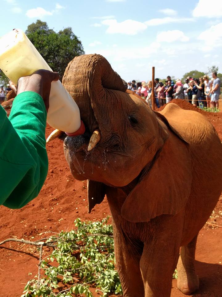 Baby elephant drinking milk at the Sheldrick Wildlife Trust