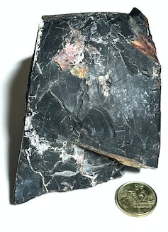 A piece of black rock with veins of other colours, next to an Australian two dollar coin for size comparison.