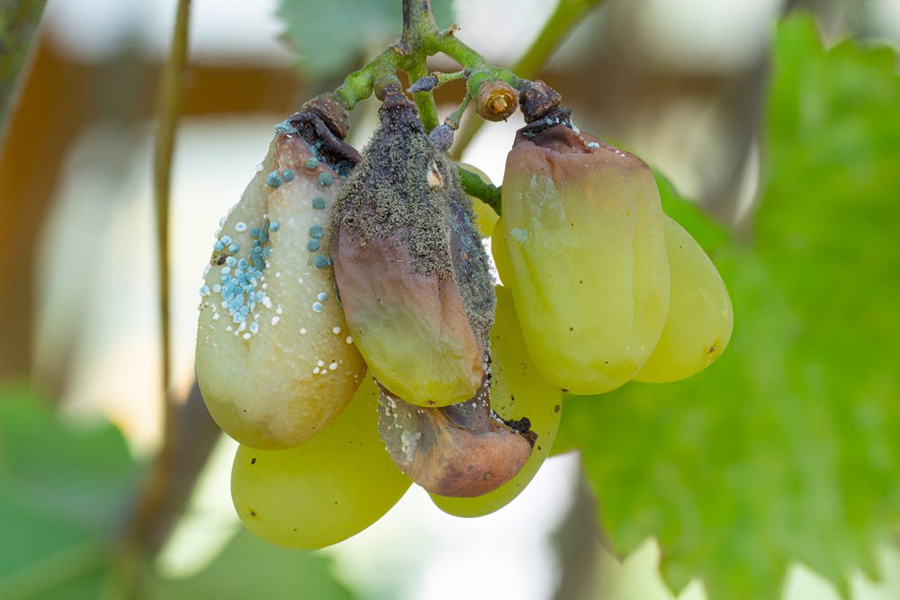 grapes infected with Botrytis Bunch Rot