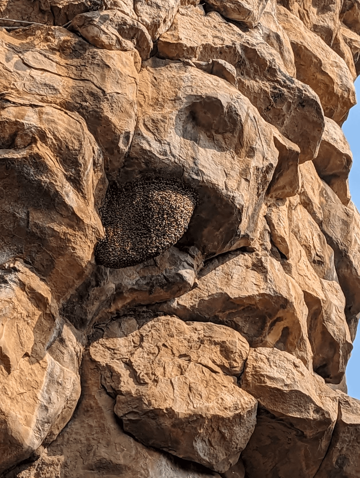 Hives like this from the giant honey bees (Apis dorsata) dot the cliffs around the site.