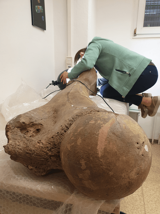 Dr. Sabine Gaudzinski-Windheuser examining the femur of a large adult male elephant for the presence of cut marks, for a closer, microscopic inspection, later