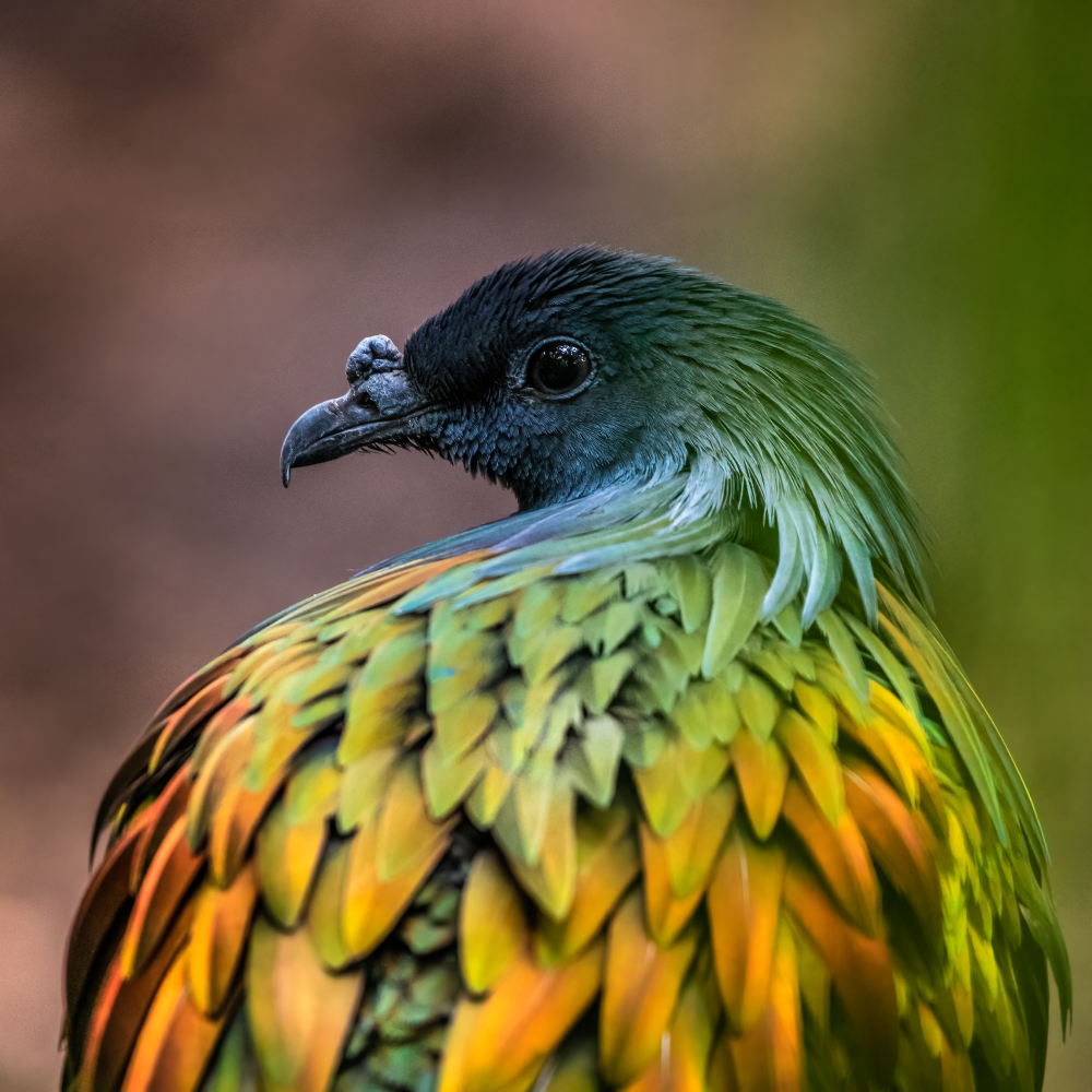 nicobar pigeon dodo