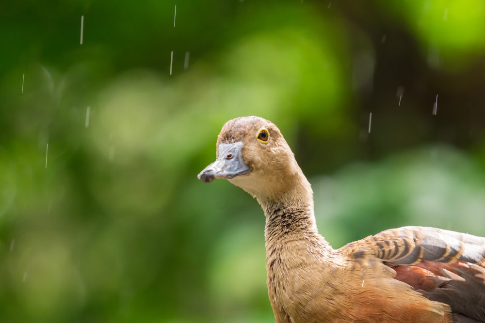 Lesser Whistling-Duck in the rain