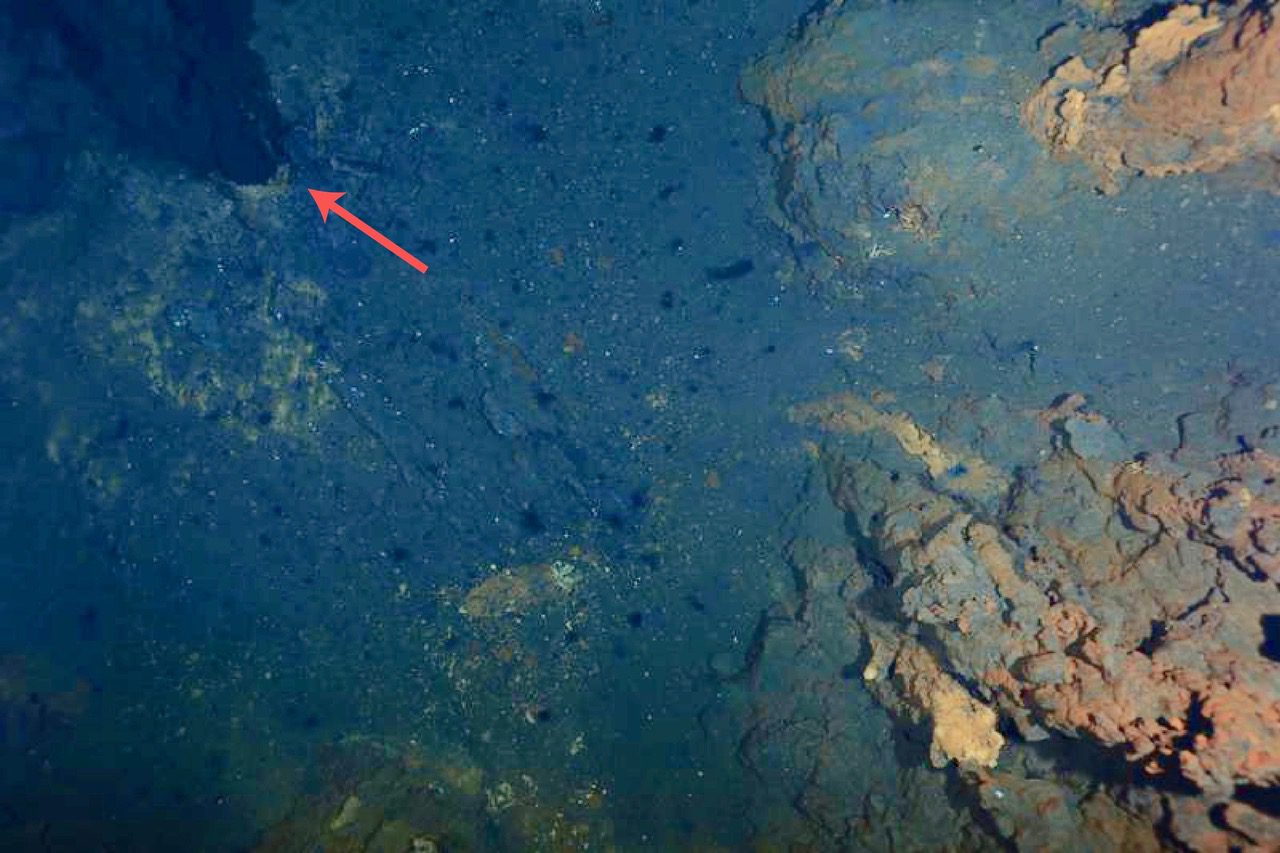 Aurora’s hydrothermal vents (red arrow) at Gakkel Ridge (Central Arctic). and chimneys (yellow-orange structures on the right) captured by the underwater camera system OFOS, which was used to find the vents so samples could be taken from the plumes. 