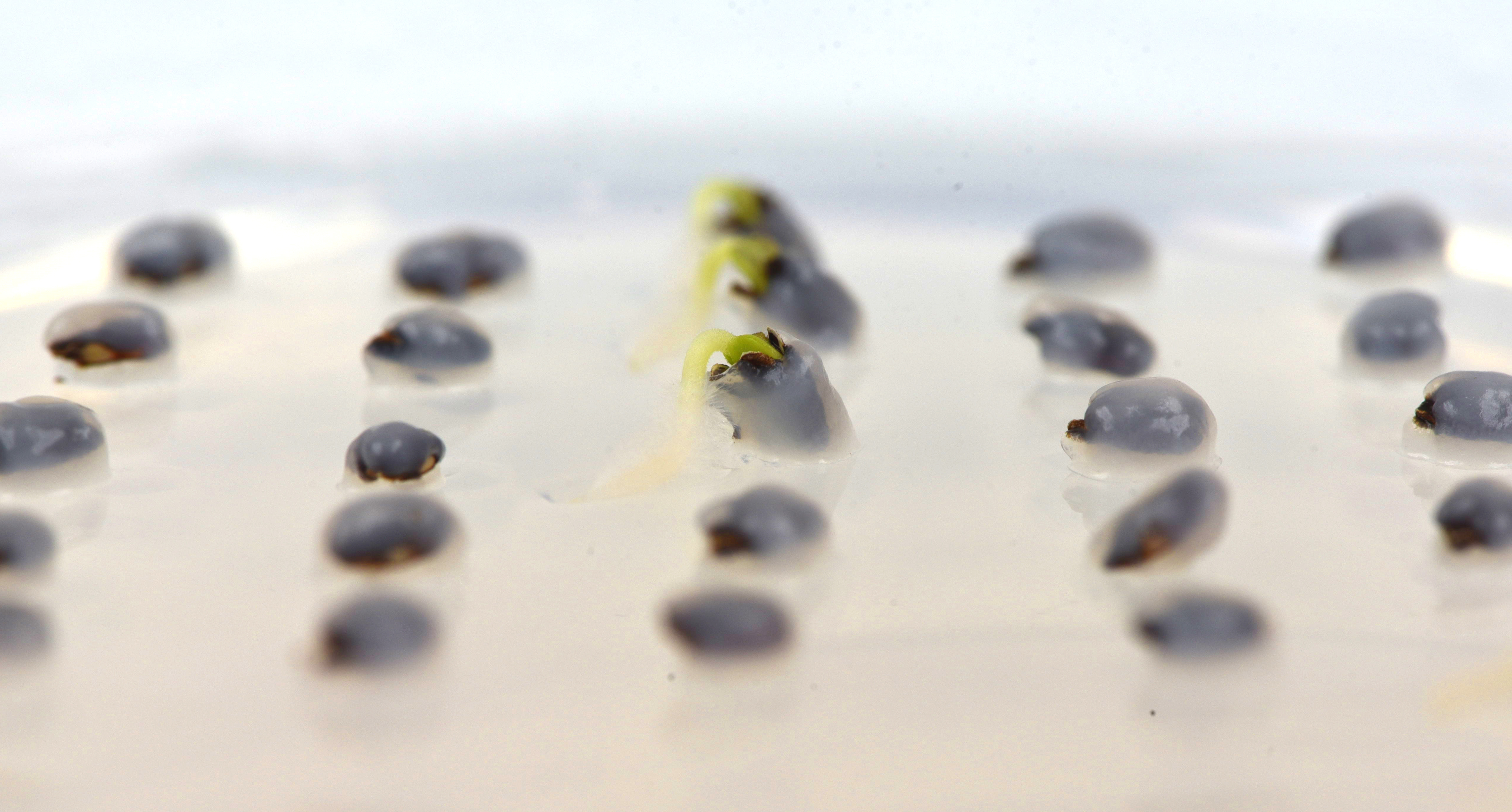 Petri dish with Hyptis suaveolens germination