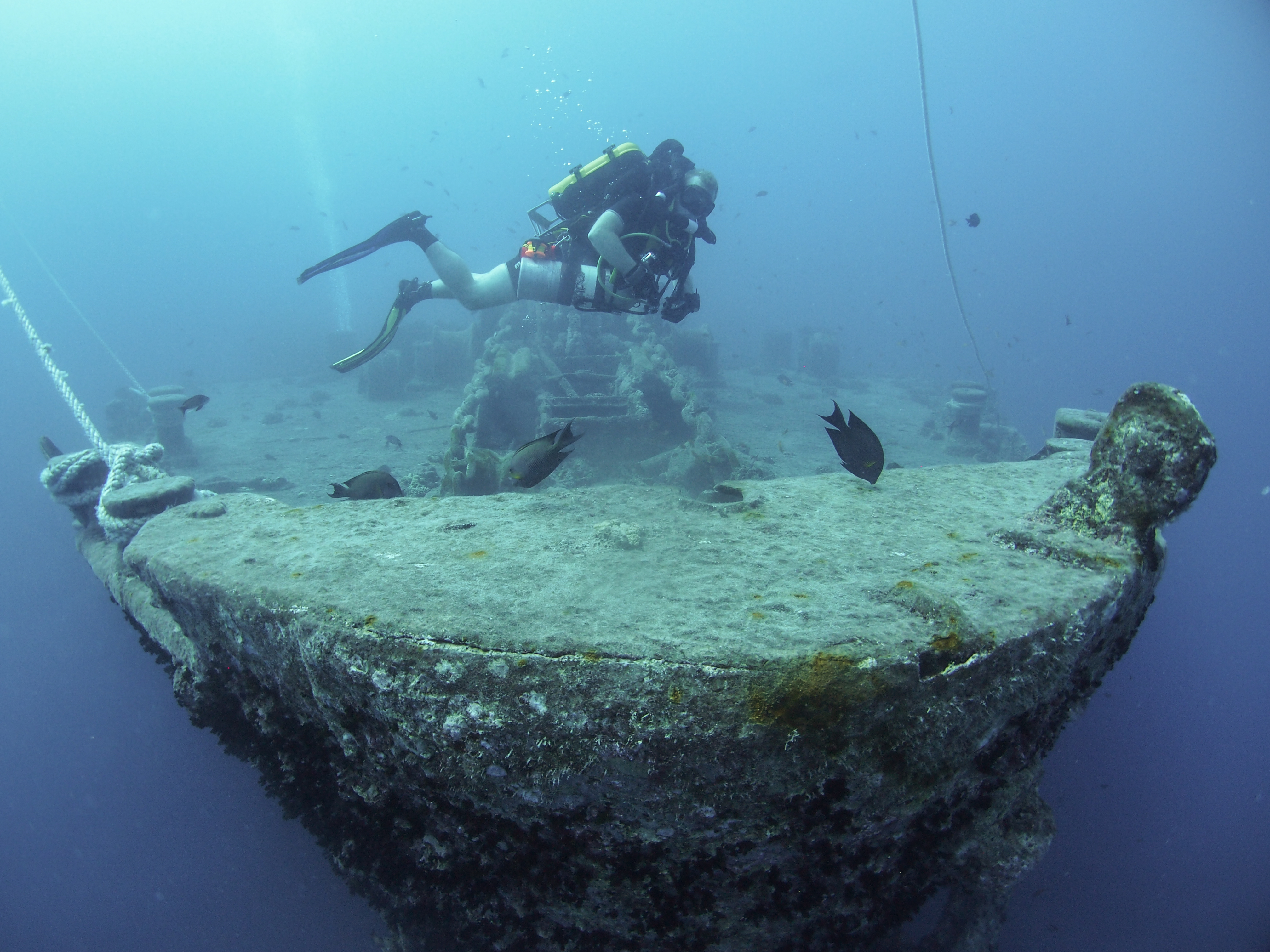 A diver and fish swim around ww2 shipwreck and coral reef in Red Sea.