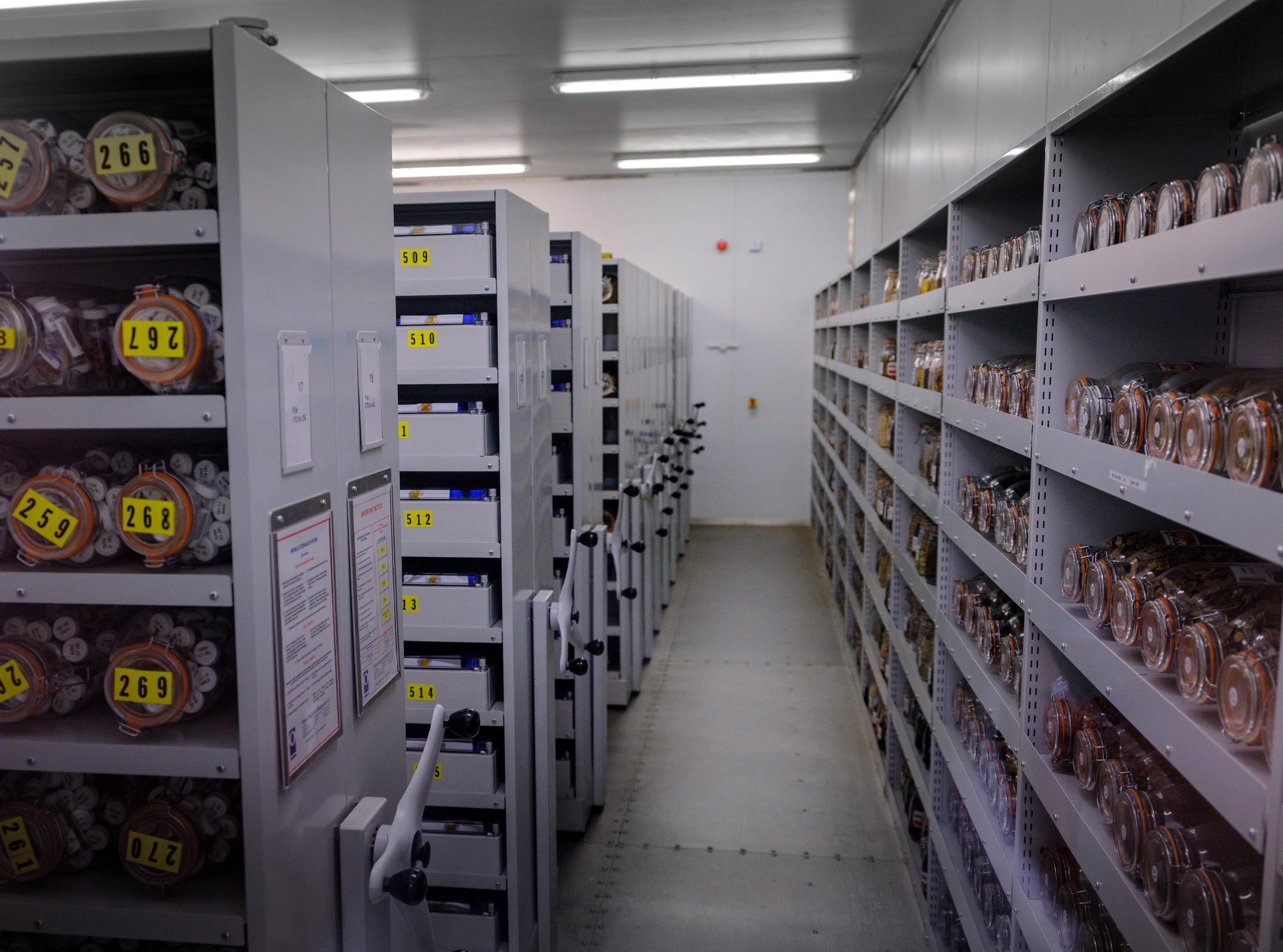 Inside the vault with jars and jars of labelled seeds stored on steel shelves.