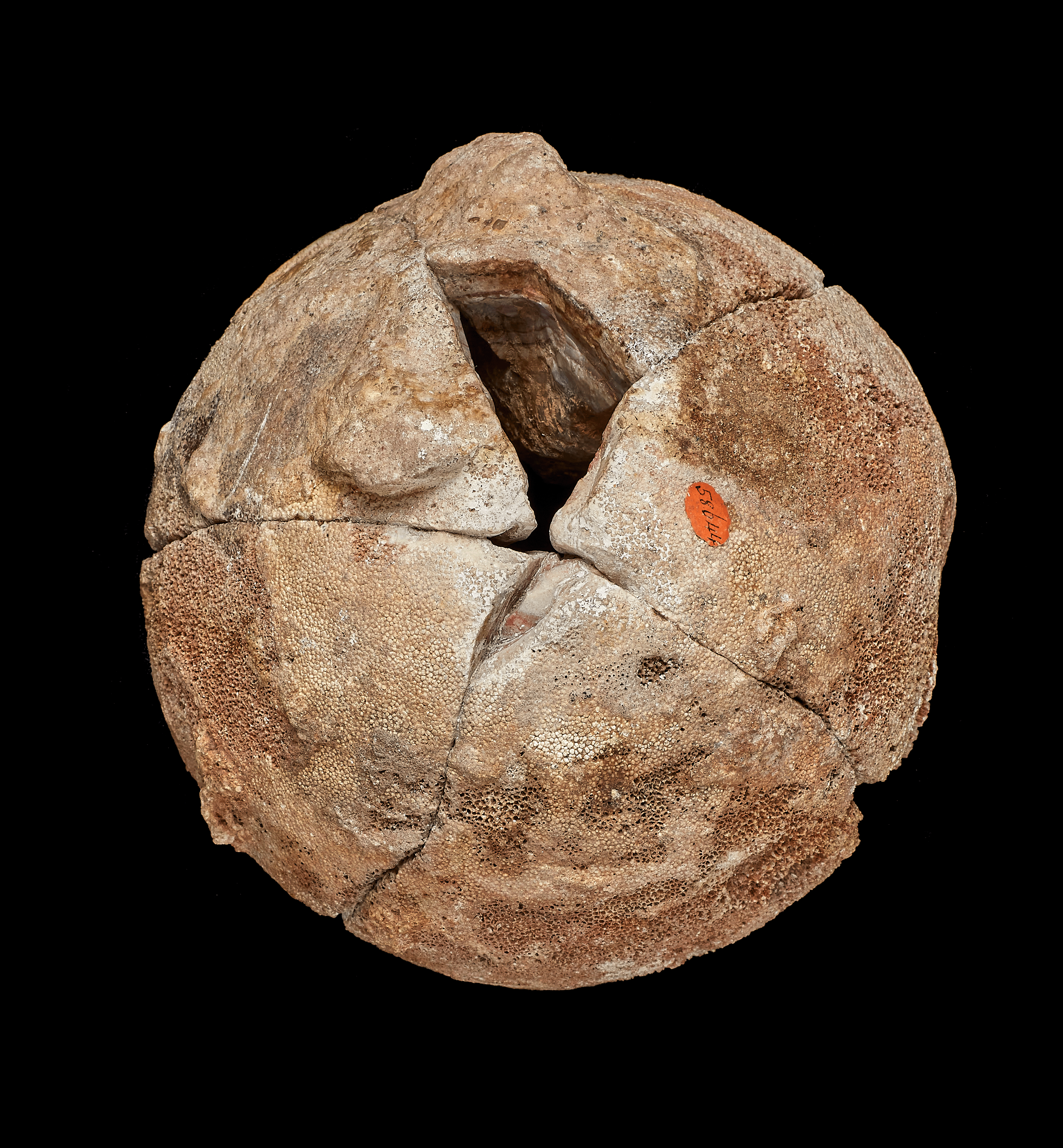 Dinosaur egg phot from above showing it as almost perfectly round brown showing how it fits together