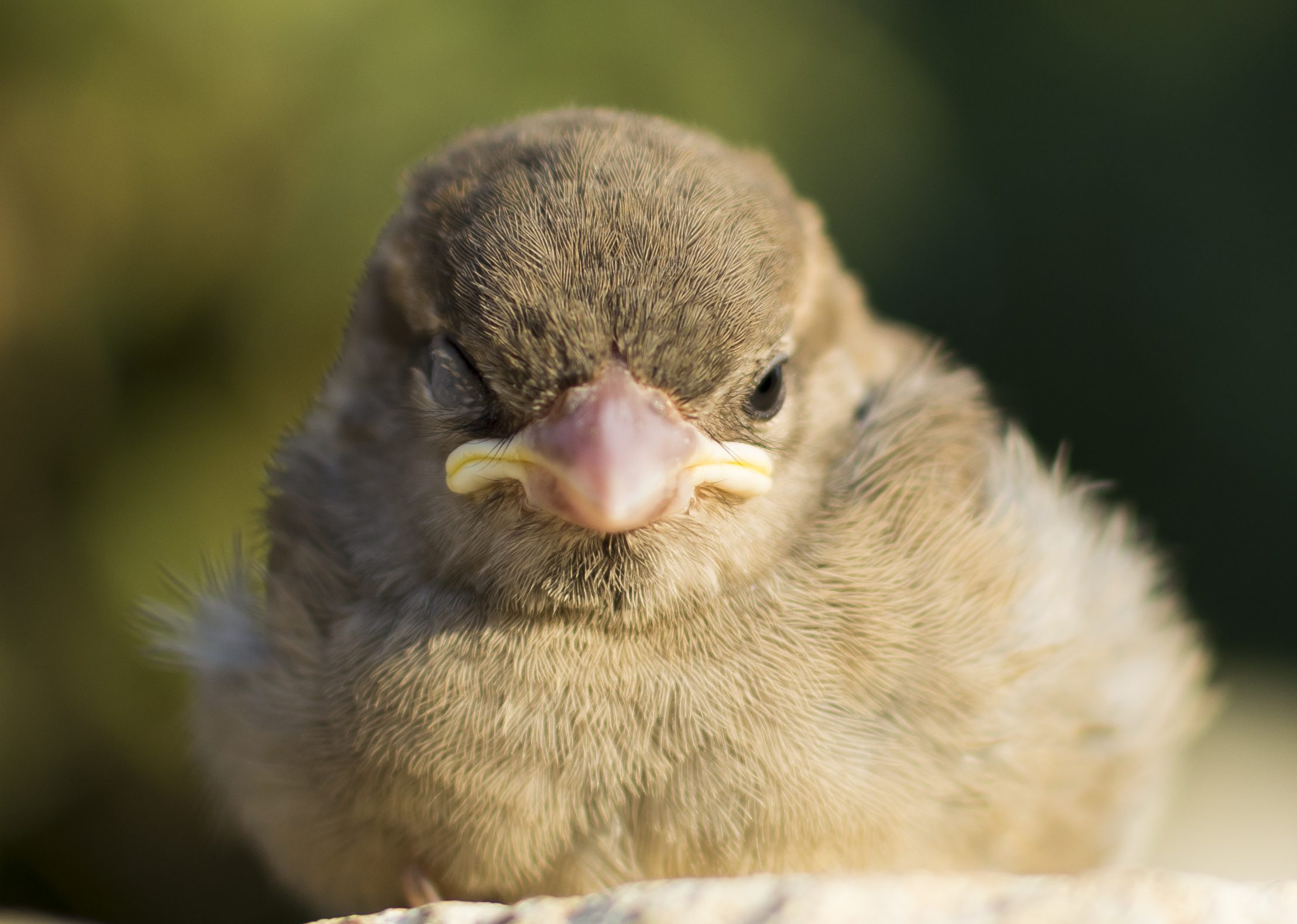 Bird with one eye open and one eye closed while sleeping