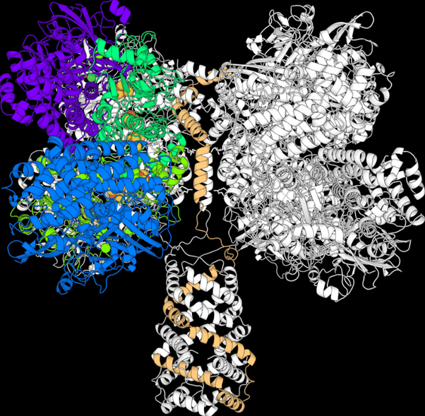 A molecular model of Huc, the enzyme that can make energy from hydrogen at astonishingly low concentrations